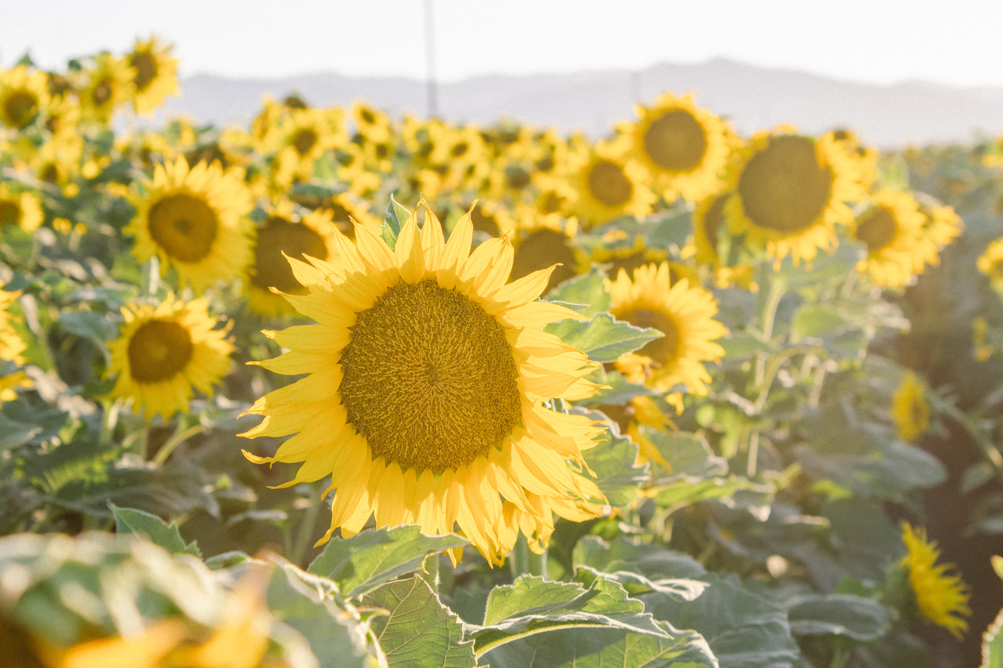 The Best Sunflower Fields In Northern California Girlwithglass Com
