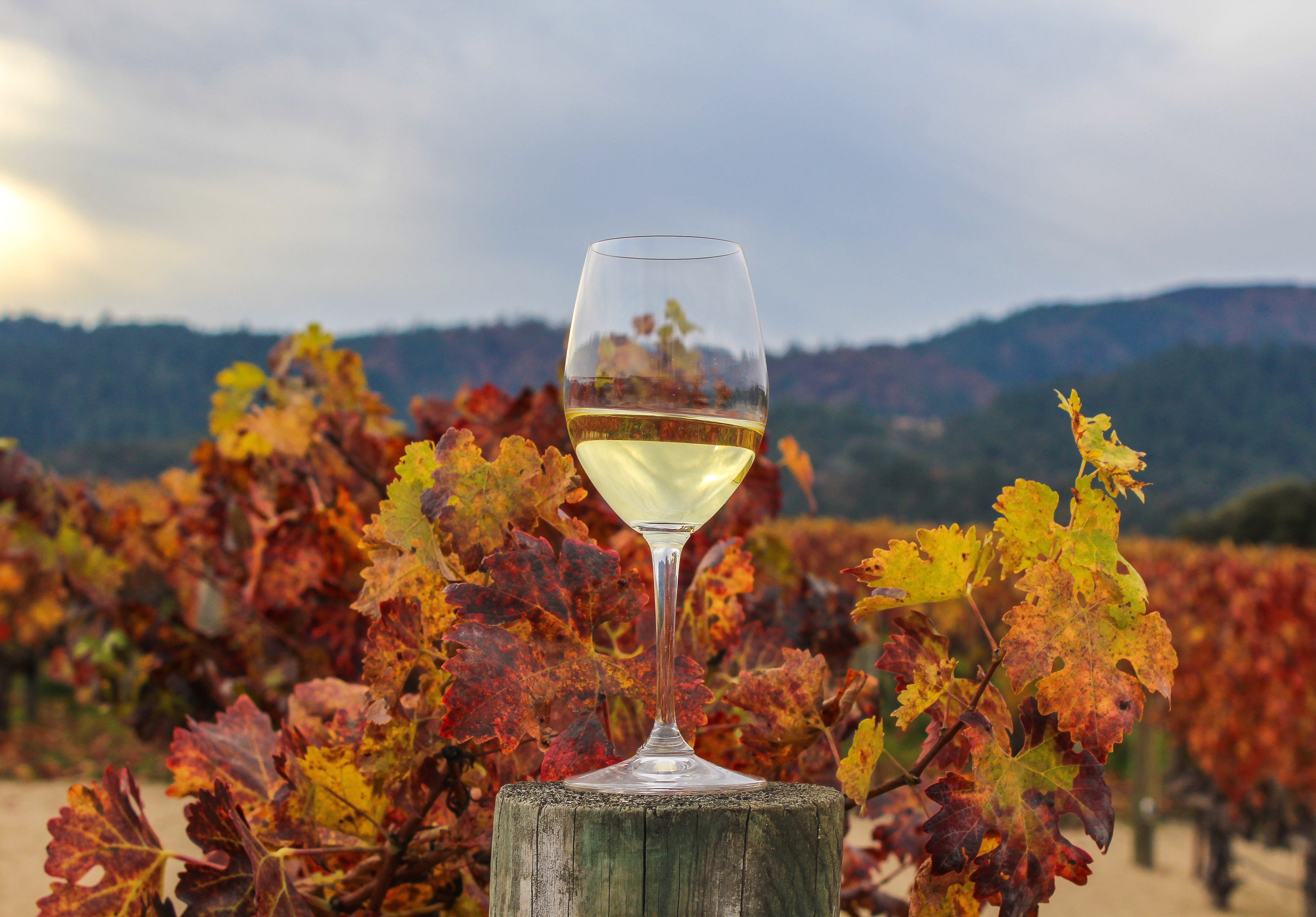 Why Fall is the Best Time to Visit Napa Valley
