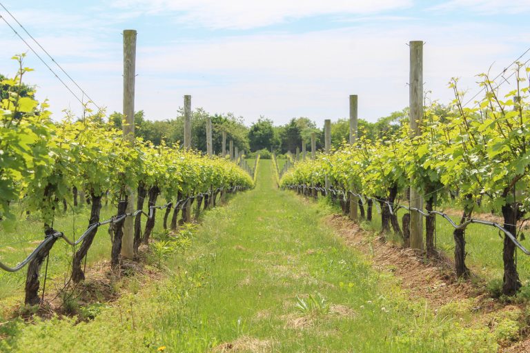 HighEnd Sparkling Wine from Long Island