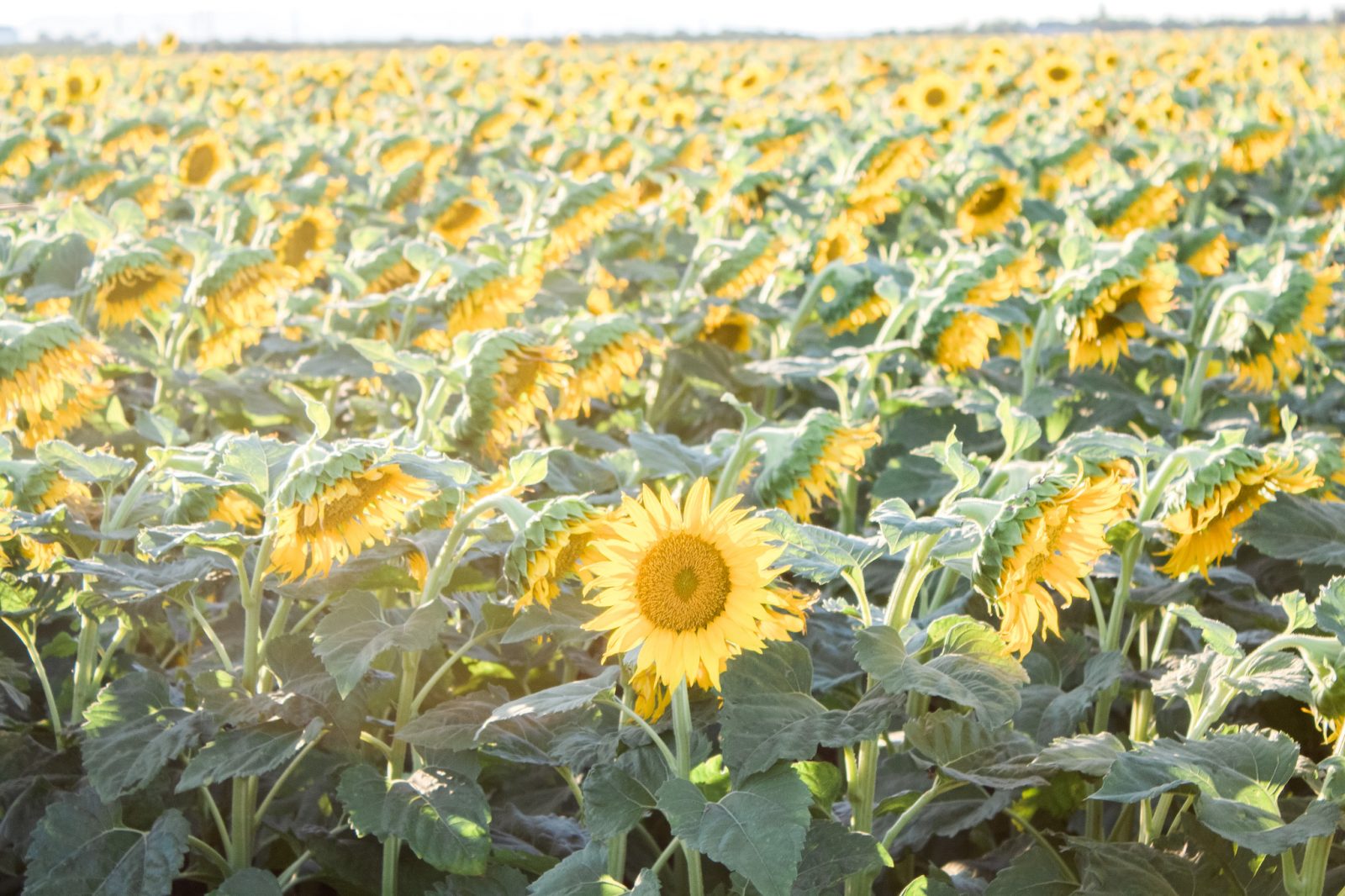 The Best Sunflower Fields in Northern California