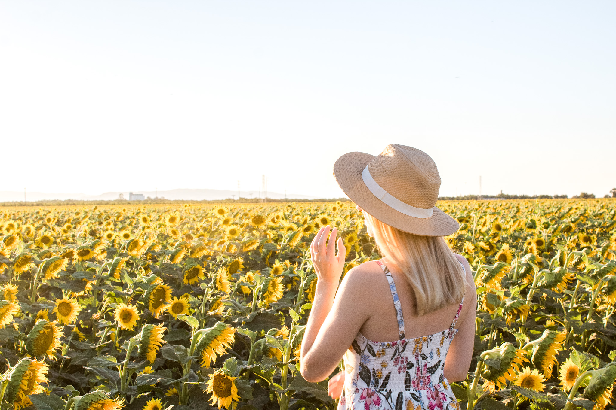 The Best Sunflower Fields in Northern California | girlwithglass.com